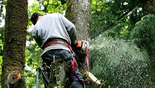 Tree removal